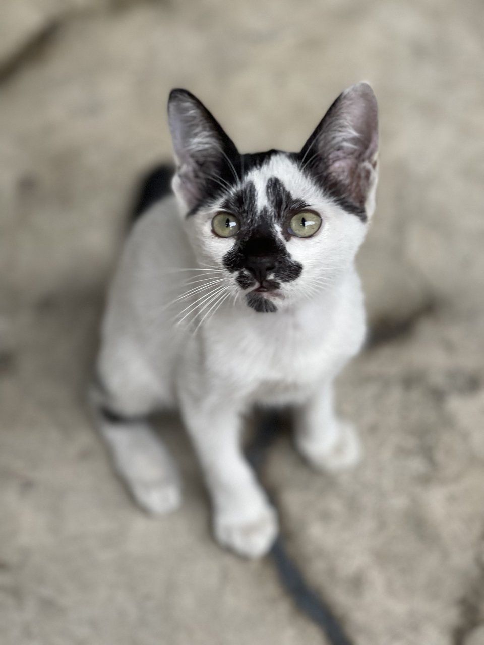 Rorschach  - Domestic Short Hair + Tuxedo Cat