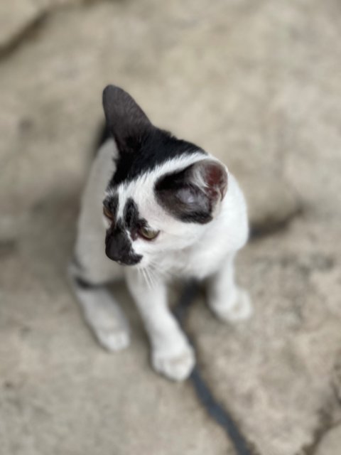 Rorschach  - Domestic Short Hair + Tuxedo Cat