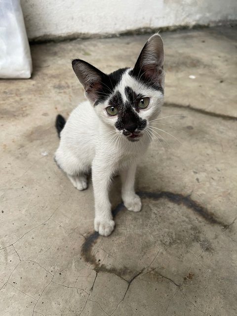 Rorschach  - Domestic Short Hair + Tuxedo Cat