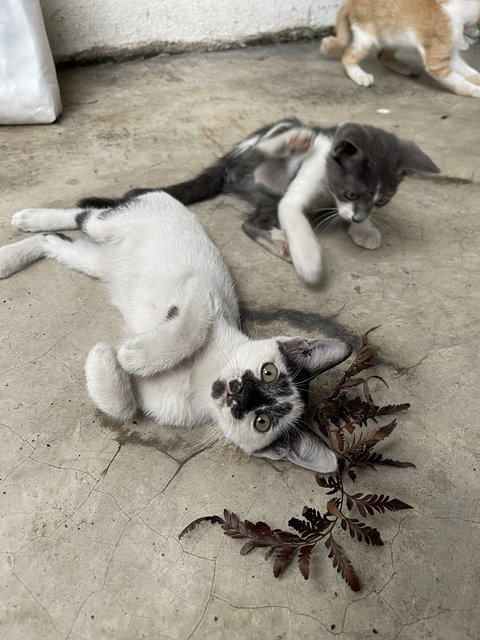 Rorschach  - Domestic Short Hair + Tuxedo Cat