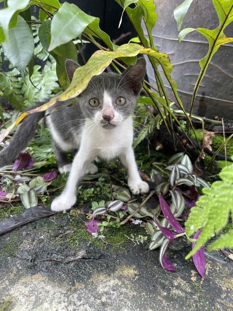 Nosey White - Domestic Short Hair + Turkish Van Cat