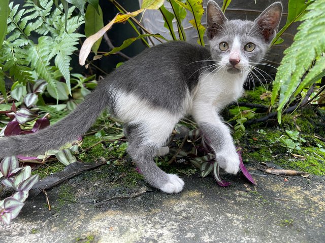 Nosey White - Domestic Short Hair + Turkish Van Cat