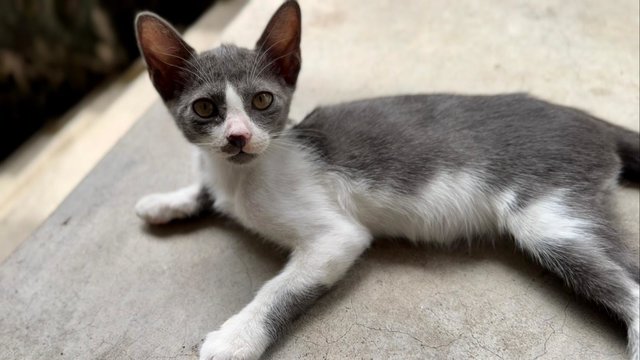 Nosey White - Domestic Short Hair + Turkish Van Cat