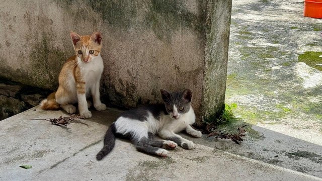 Nosey White - Domestic Short Hair + Turkish Van Cat