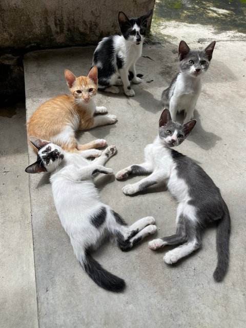 Nosey White - Domestic Short Hair + Turkish Van Cat