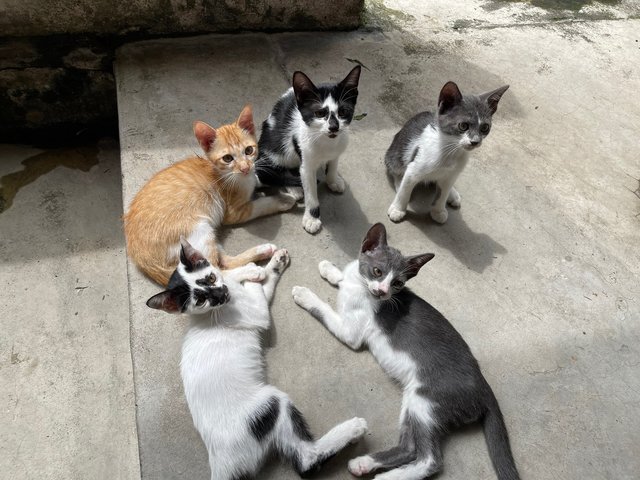 Nosey White - Domestic Short Hair + Turkish Van Cat