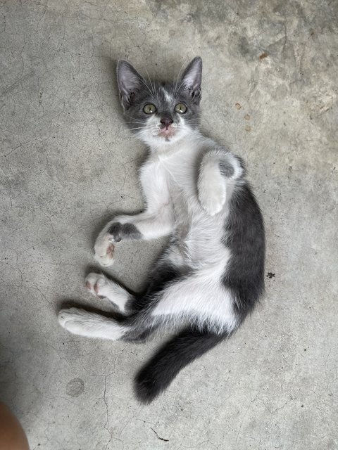 Nosey Grey - Domestic Short Hair + Turkish Van Cat