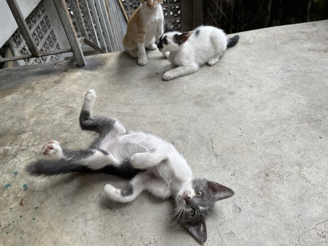 Nosey Grey - Domestic Short Hair + Turkish Van Cat