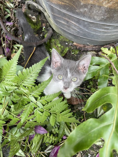 Nosey Grey - Domestic Short Hair + Turkish Van Cat