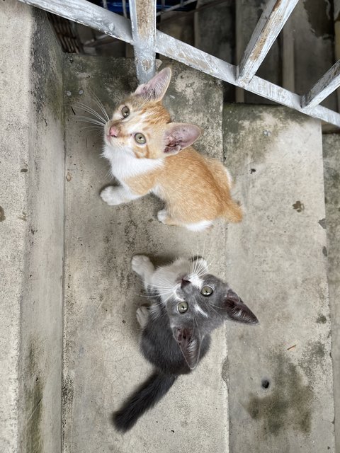 Nosey Grey - Domestic Short Hair + Turkish Van Cat