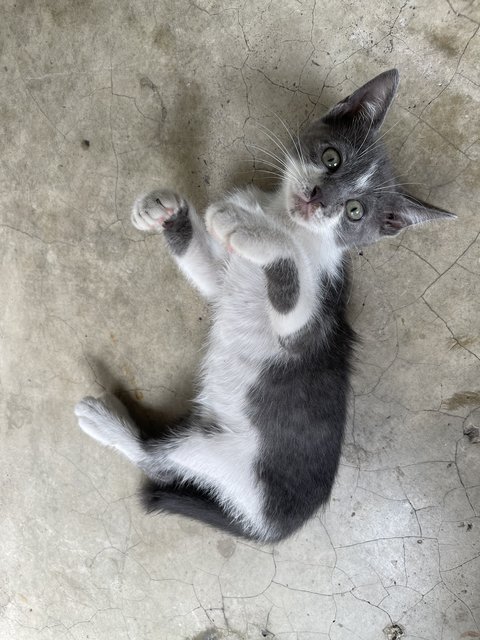 Nosey Grey - Domestic Short Hair + Turkish Van Cat