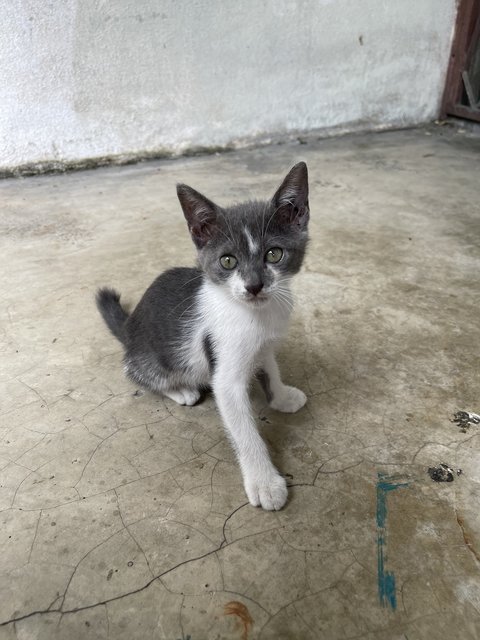 Nosey Grey - Domestic Short Hair + Turkish Van Cat