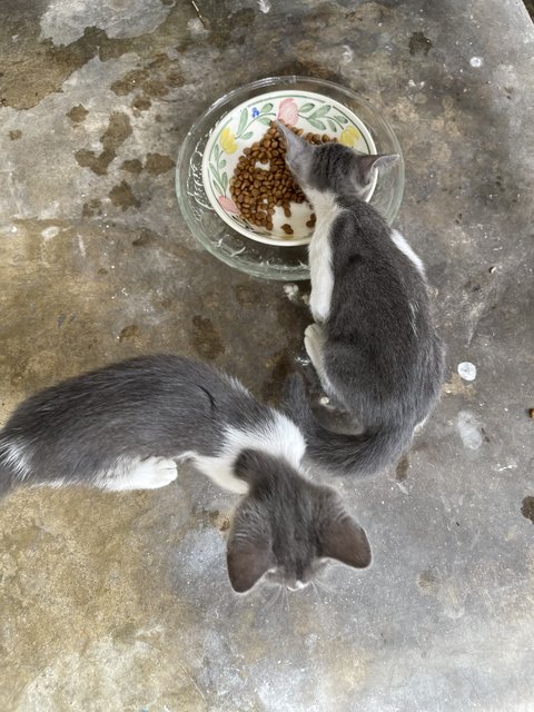 Nosey Grey - Domestic Short Hair + Turkish Van Cat