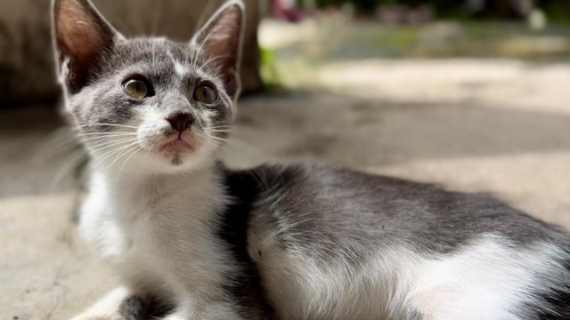 Nosey Grey - Domestic Short Hair + Turkish Van Cat