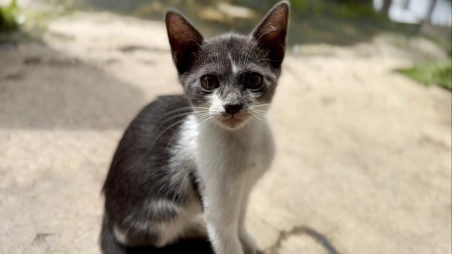 Nosey Grey - Domestic Short Hair + Turkish Van Cat