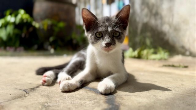 Nosey Grey - Domestic Short Hair + Turkish Van Cat