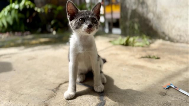 Nosey Grey - Domestic Short Hair + Turkish Van Cat