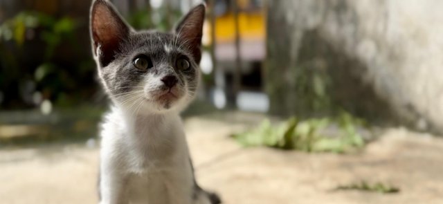 Nosey Grey - Domestic Short Hair + Turkish Van Cat