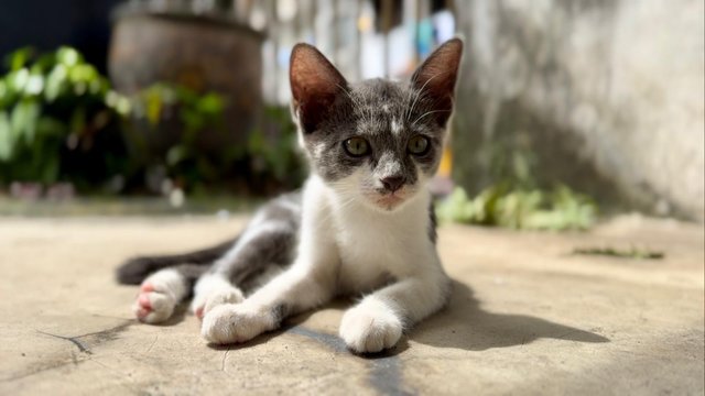 Nosey Grey - Domestic Short Hair + Turkish Van Cat