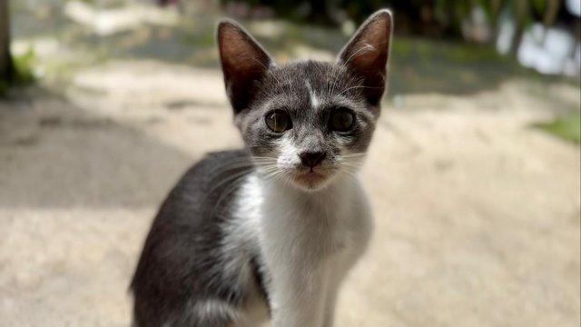 Nosey Grey - Domestic Short Hair + Turkish Van Cat