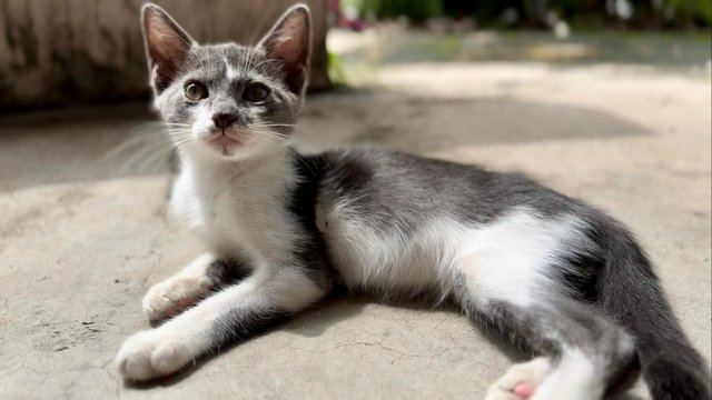 Nosey Grey - Domestic Short Hair + Turkish Van Cat