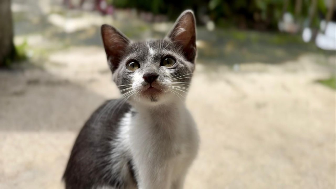 Nosey Grey - Domestic Short Hair + Turkish Van Cat