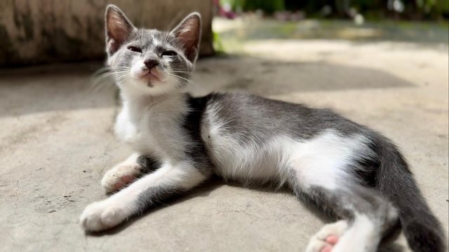 Nosey Grey - Domestic Short Hair + Turkish Van Cat