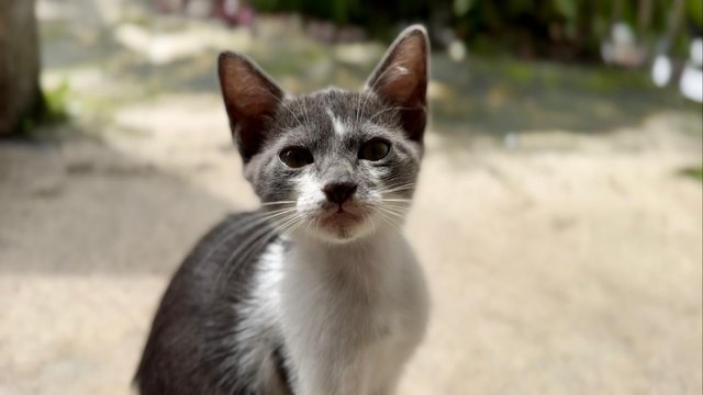 Nosey Grey - Domestic Short Hair + Turkish Van Cat