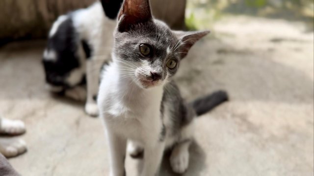 Nosey Grey - Domestic Short Hair + Turkish Van Cat