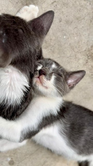 Nosey Grey - Domestic Short Hair + Turkish Van Cat