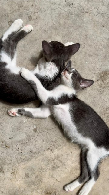 Nosey Grey - Domestic Short Hair + Turkish Van Cat