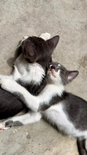 Nosey Grey - Domestic Short Hair + Turkish Van Cat