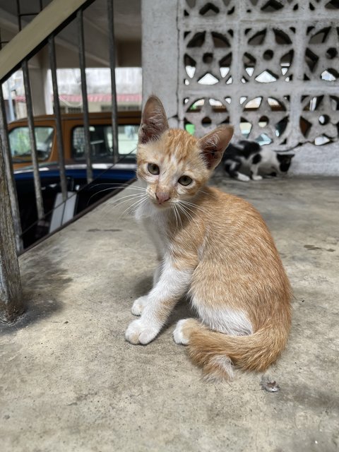 Ginger Boy - Domestic Short Hair + Tabby Cat