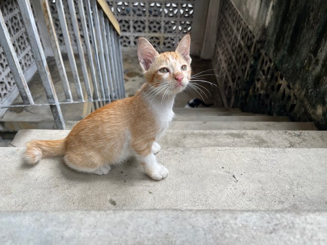 Ginger Boy - Domestic Short Hair + Tabby Cat