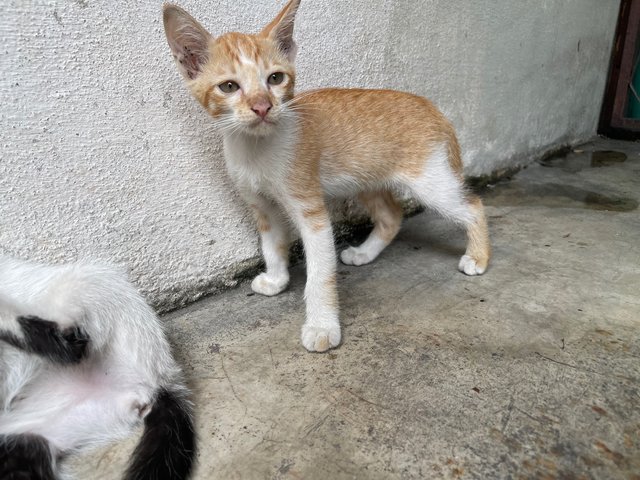 Ginger Boy - Domestic Short Hair + Tabby Cat