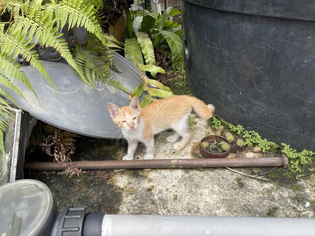 Ginger Boy - Domestic Short Hair + Tabby Cat