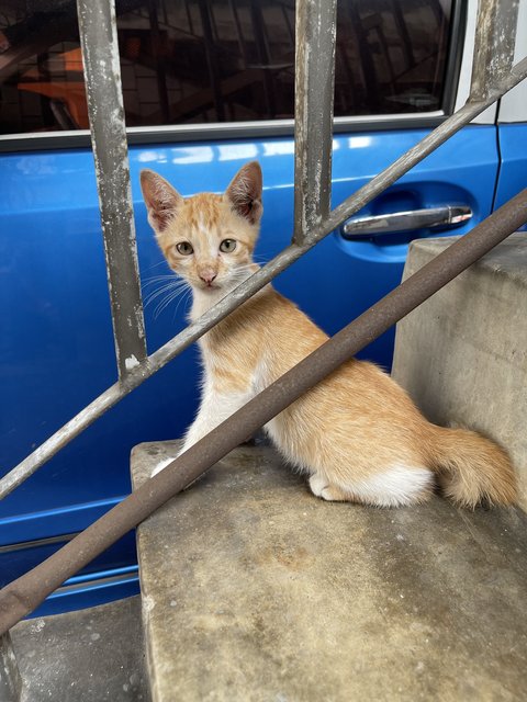 Ginger Boy - Domestic Short Hair + Tabby Cat