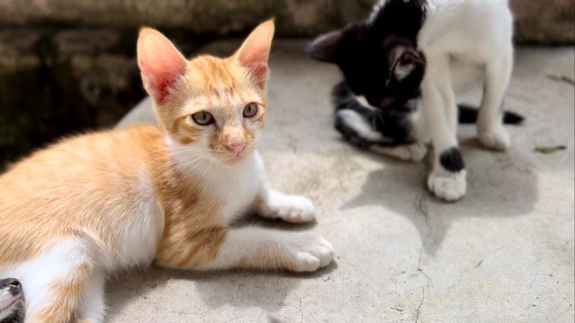 Ginger Boy - Domestic Short Hair + Tabby Cat