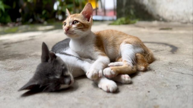 Ginger Boy - Domestic Short Hair + Tabby Cat