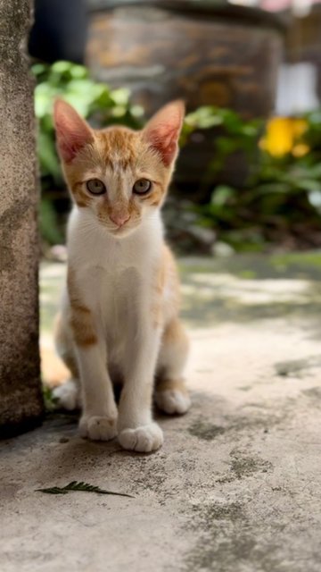 Ginger Boy - Domestic Short Hair + Tabby Cat