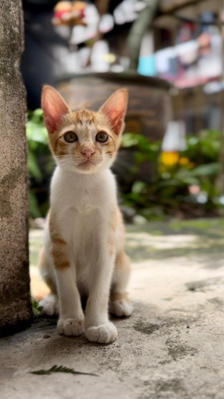 Ginger Boy - Domestic Short Hair + Tabby Cat