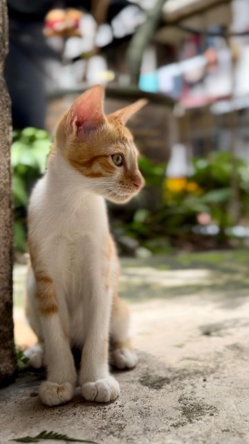 Ginger Boy - Domestic Short Hair + Tabby Cat