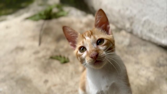 Ginger Boy - Domestic Short Hair + Tabby Cat