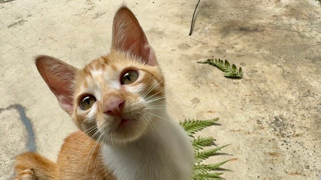 Ginger Boy - Domestic Short Hair + Tabby Cat