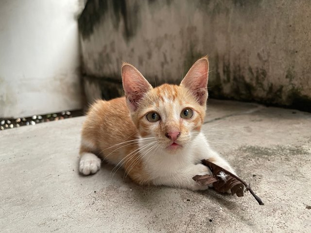 Ginger Boy - Domestic Short Hair + Tabby Cat