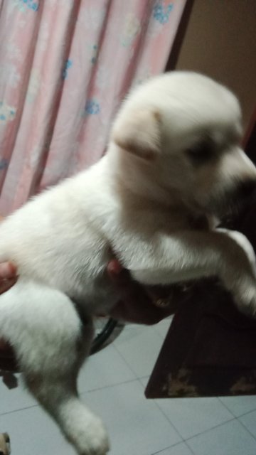 Cuties For Sale - Mixed Breed Dog