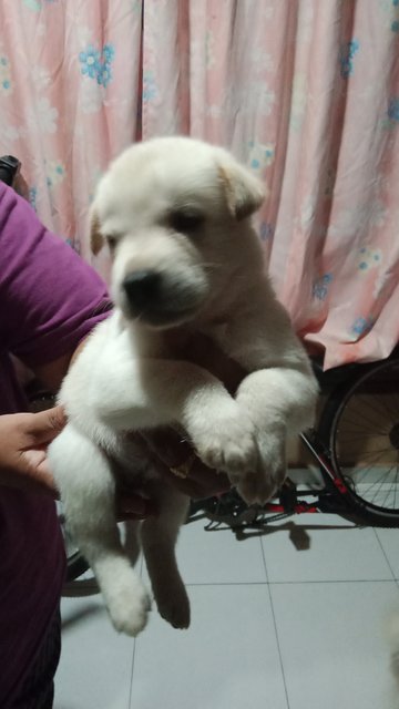 Cuties For Sale - Mixed Breed Dog