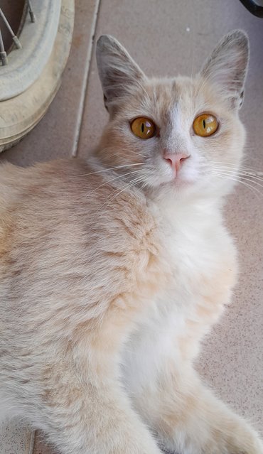 Girl - Domestic Long Hair Cat