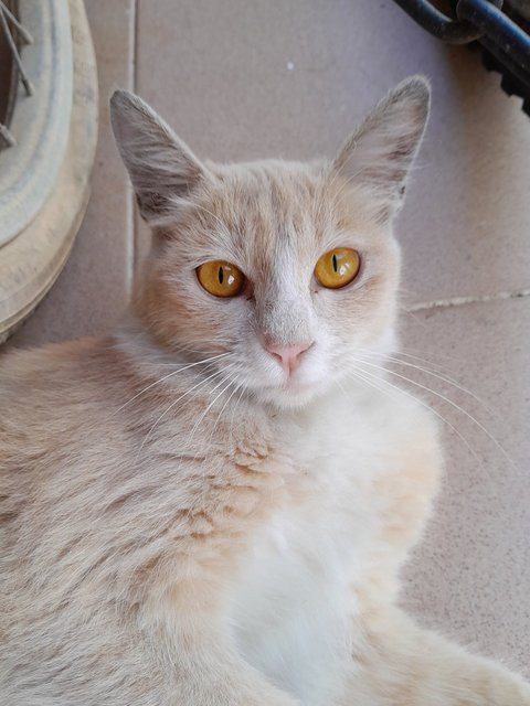 Girl - Domestic Long Hair Cat