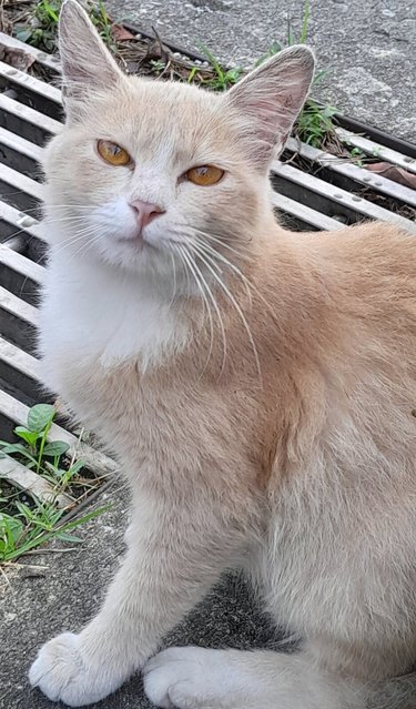 Girl - Domestic Long Hair Cat